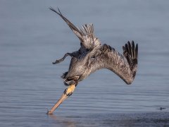 Gordon Mills-Brown Pelican feeding-First.jpg